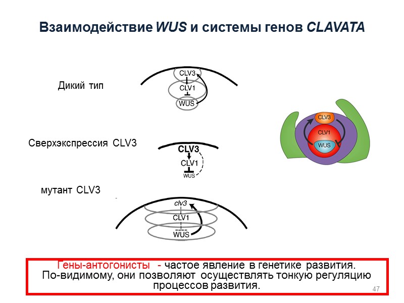 47 Гены-антогонисты  - частое явление в генетике развития. По-видимому, они позволяют  осуществлять